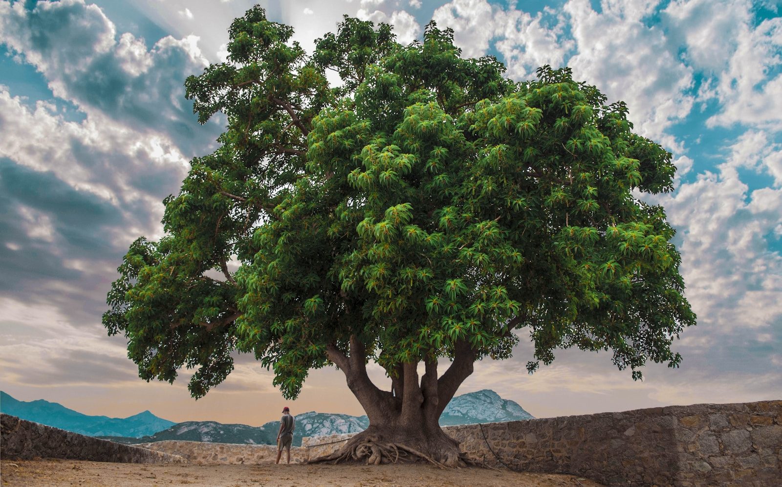 a man standing under a large tree in the middle of a desert